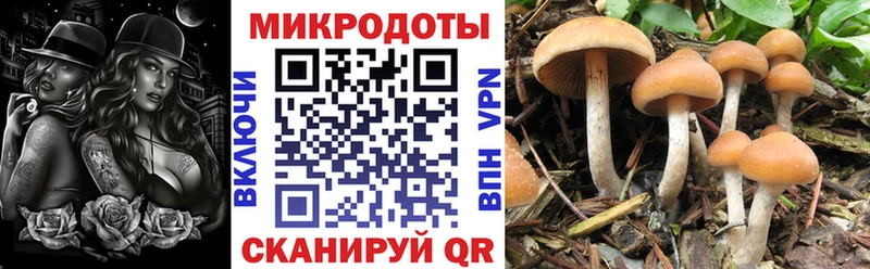 Купить  Усть-Кут  Псилоцибиновые грибы Cubensis 